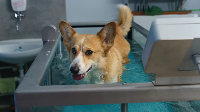 Hund in Wasserlaufband