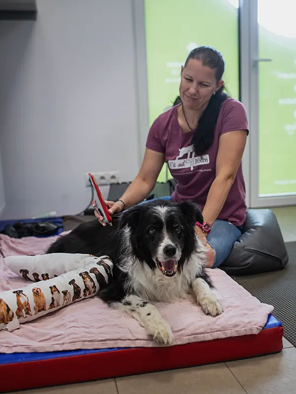 Hund bei Therapie