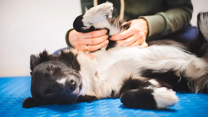 Hund bei der Physiotherapie